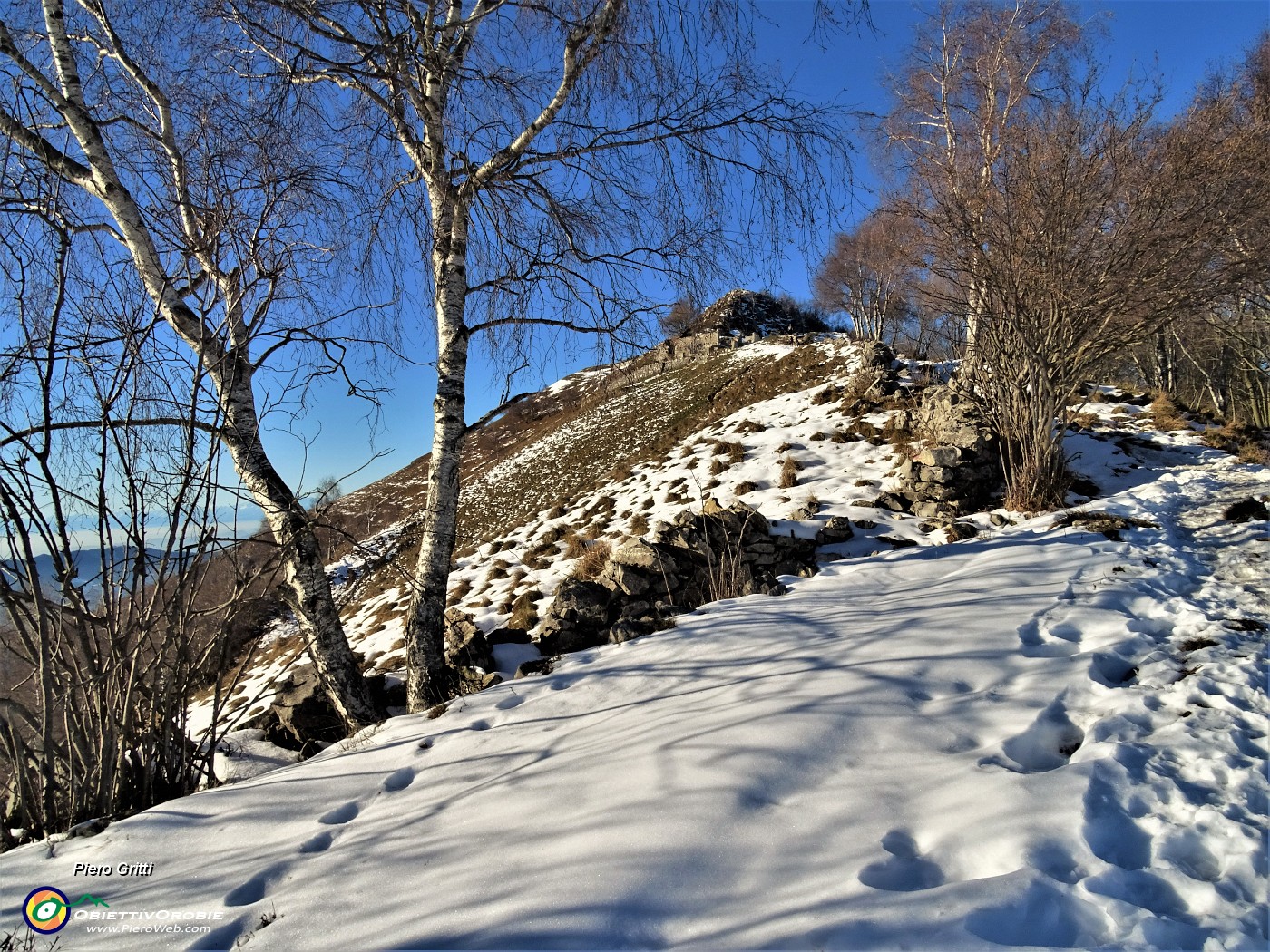 24 Dal bosco di carpini neri a quello delle bianche betulle.JPG